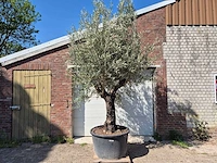 Olijfboom old trunk - olea europaea - 75 jaar oud - hoogte ca. 300 cm - afbeelding 1 van  5