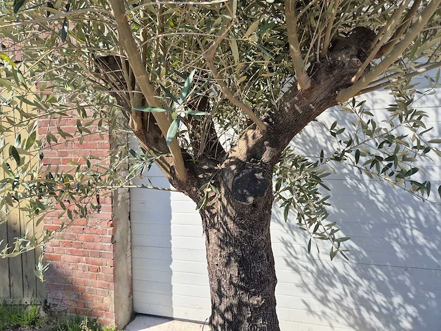 Olijfboom old trunk - olea europaea - 75 jaar oud - hoogte ca. 300 cm - afbeelding 2 van  5