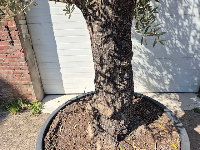 Olijfboom old trunk - olea europaea - 75 jaar oud - hoogte ca. 300 cm - afbeelding 3 van  5