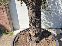 Olijfboom old trunk - olea europaea - 75 jaar oud - hoogte ca. 300 cm - afbeelding 3 van  5