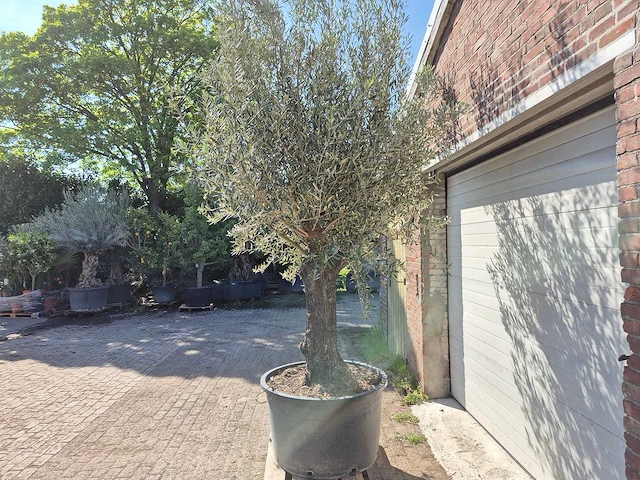 Olijfboom old trunk - olea europaea - 75 jaar oud - hoogte ca. 300 cm - afbeelding 4 van  5