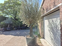 Olijfboom old trunk - olea europaea - 75 jaar oud - hoogte ca. 300 cm - afbeelding 4 van  5
