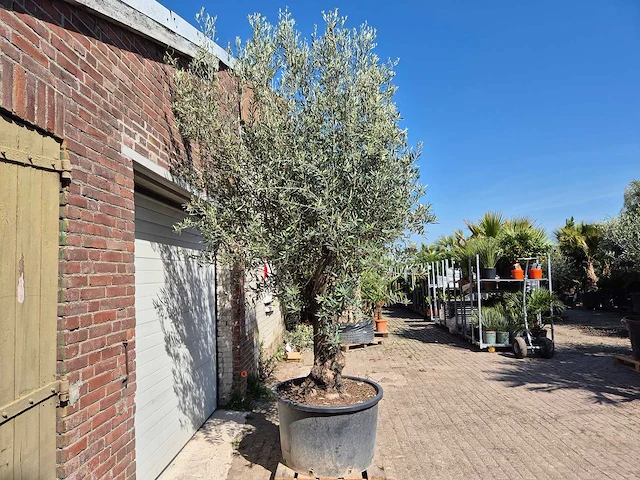 Olijfboom old trunk - olea europaea - 75 jaar oud - hoogte ca. 300 cm - afbeelding 5 van  5