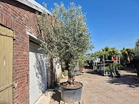 Olijfboom old trunk - olea europaea - 75 jaar oud - hoogte ca. 300 cm - afbeelding 5 van  5