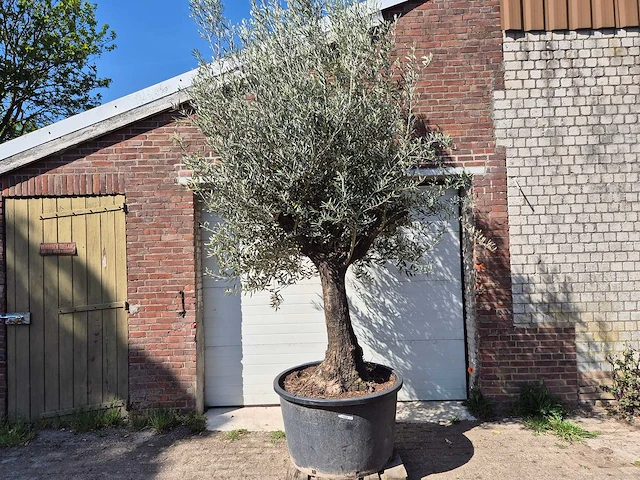 Olijfboom old trunk - olea europaea - 75 jaar oud - hoogte ca. 300 cm - afbeelding 1 van  6