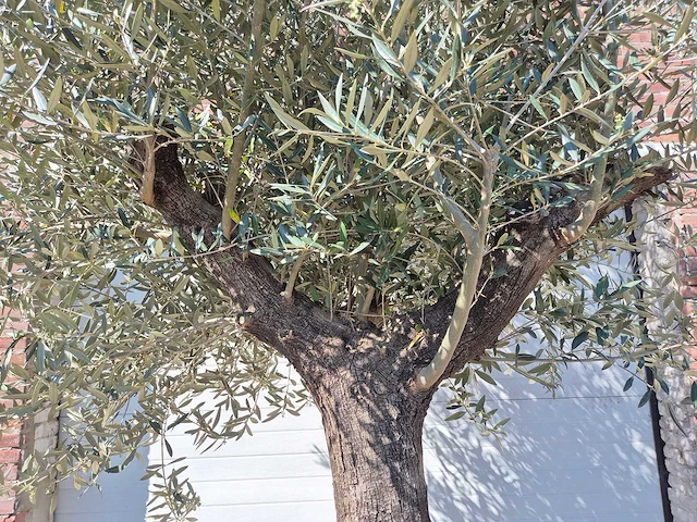 Olijfboom old trunk - olea europaea - 75 jaar oud - hoogte ca. 300 cm - afbeelding 2 van  6