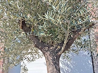 Olijfboom old trunk - olea europaea - 75 jaar oud - hoogte ca. 300 cm - afbeelding 2 van  6