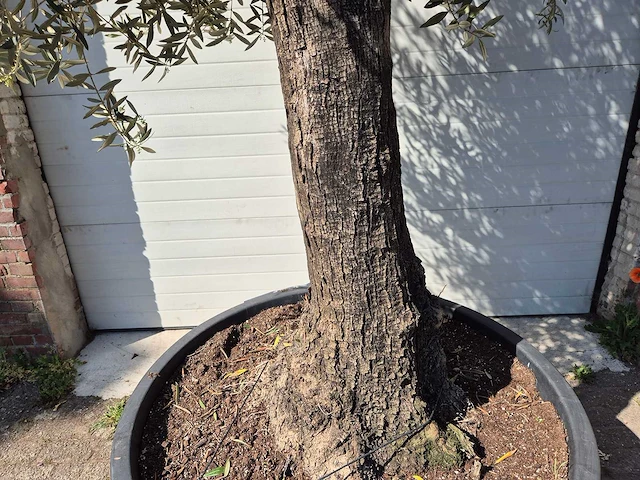 Olijfboom old trunk - olea europaea - 75 jaar oud - hoogte ca. 300 cm - afbeelding 3 van  6