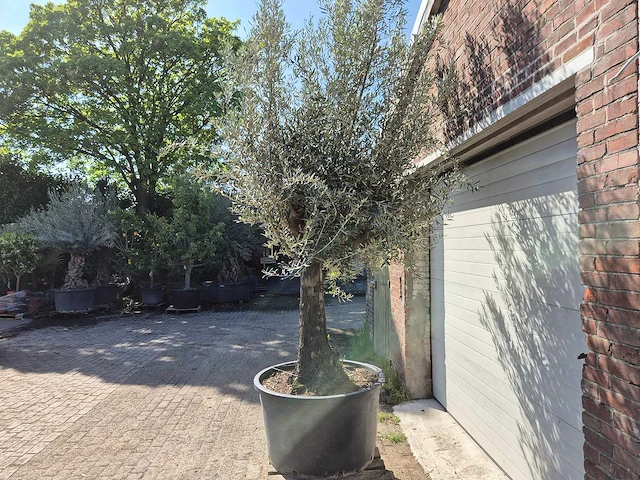 Olijfboom old trunk - olea europaea - 75 jaar oud - hoogte ca. 300 cm - afbeelding 4 van  6