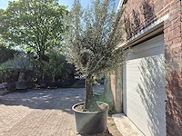 Olijfboom old trunk - olea europaea - 75 jaar oud - hoogte ca. 300 cm - afbeelding 4 van  6