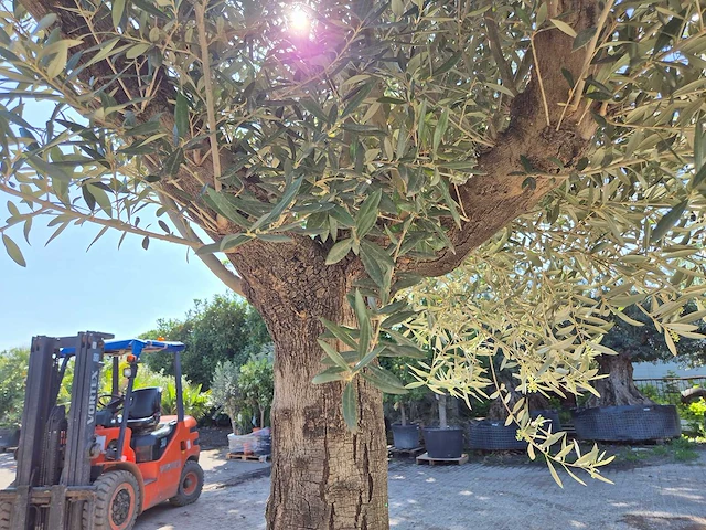Olijfboom old trunk - olea europaea - 75 jaar oud - hoogte ca. 300 cm - afbeelding 5 van  6