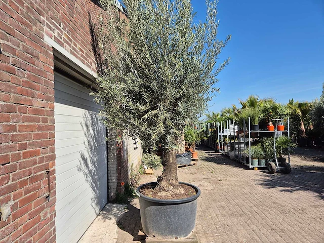 Olijfboom old trunk - olea europaea - 75 jaar oud - hoogte ca. 300 cm - afbeelding 6 van  6