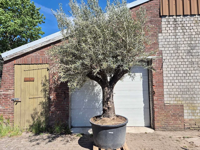 Olijfboom old trunk - olea europaea - 75 jaar oud - hoogte ca. 300 cm - afbeelding 1 van  7