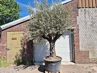 Olijfboom old trunk - olea europaea - 75 jaar oud - hoogte ca. 300 cm - afbeelding 1 van  7