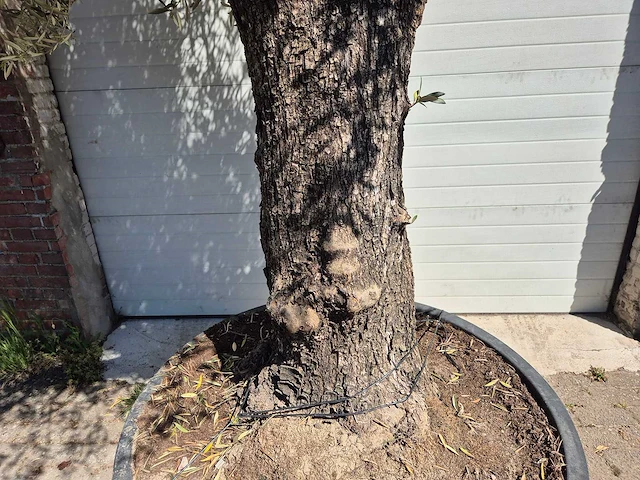 Olijfboom old trunk - olea europaea - 75 jaar oud - hoogte ca. 300 cm - afbeelding 2 van  7