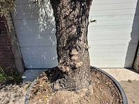 Olijfboom old trunk - olea europaea - 75 jaar oud - hoogte ca. 300 cm - afbeelding 2 van  7