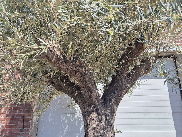 Olijfboom old trunk - olea europaea - 75 jaar oud - hoogte ca. 300 cm - afbeelding 3 van  7