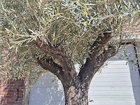 Olijfboom old trunk - olea europaea - 75 jaar oud - hoogte ca. 300 cm - afbeelding 3 van  7