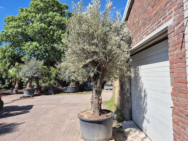 Olijfboom old trunk - olea europaea - 75 jaar oud - hoogte ca. 300 cm - afbeelding 4 van  7