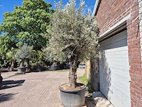 Olijfboom old trunk - olea europaea - 75 jaar oud - hoogte ca. 300 cm - afbeelding 4 van  7