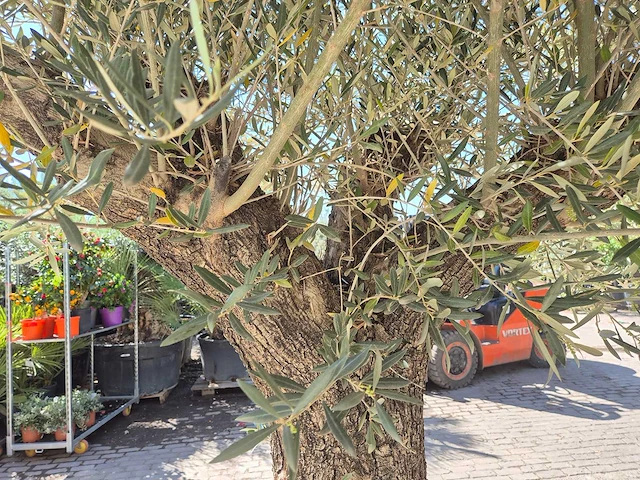 Olijfboom old trunk - olea europaea - 75 jaar oud - hoogte ca. 300 cm - afbeelding 5 van  7