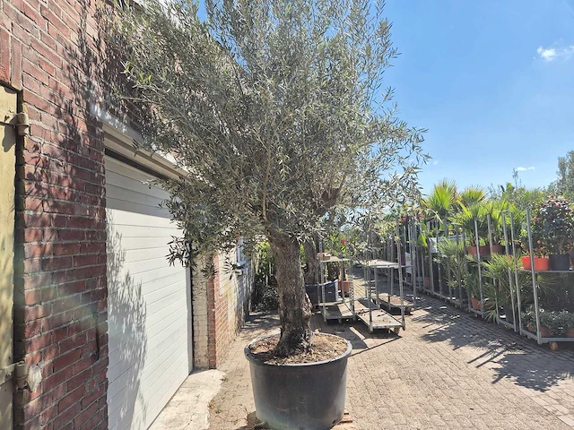 Olijfboom old trunk - olea europaea - 75 jaar oud - hoogte ca. 300 cm - afbeelding 6 van  7