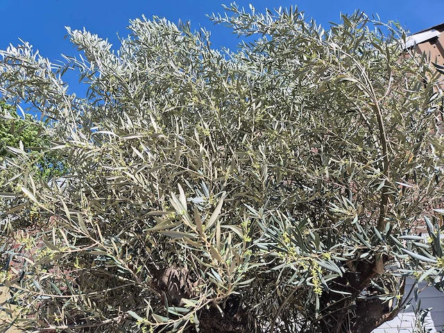 Olijfboom old trunk - olea europaea - 75 jaar oud - hoogte ca. 300 cm - afbeelding 7 van  7