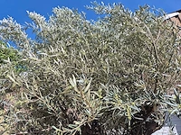 Olijfboom old trunk - olea europaea - 75 jaar oud - hoogte ca. 300 cm - afbeelding 7 van  7
