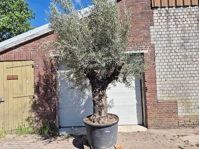 Olijfboom old trunk - olea europaea - 75 jaar oud - hoogte ca. 300 cm - afbeelding 1 van  6