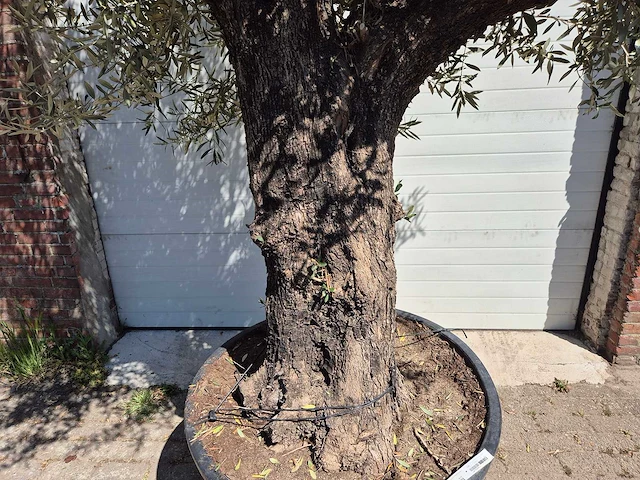 Olijfboom old trunk - olea europaea - 75 jaar oud - hoogte ca. 300 cm - afbeelding 2 van  6