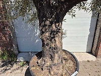 Olijfboom old trunk - olea europaea - 75 jaar oud - hoogte ca. 300 cm - afbeelding 2 van  6
