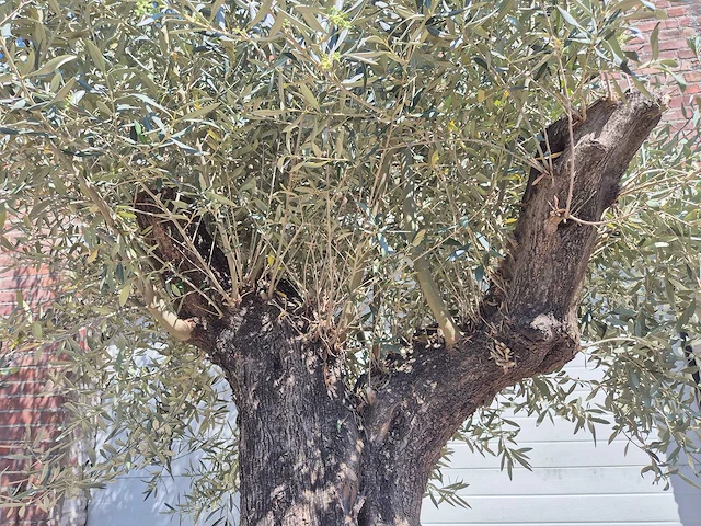 Olijfboom old trunk - olea europaea - 75 jaar oud - hoogte ca. 300 cm - afbeelding 3 van  6