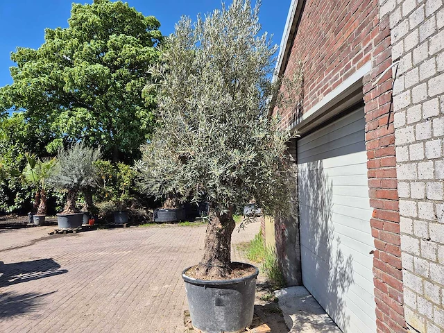 Olijfboom old trunk - olea europaea - 75 jaar oud - hoogte ca. 300 cm - afbeelding 4 van  6