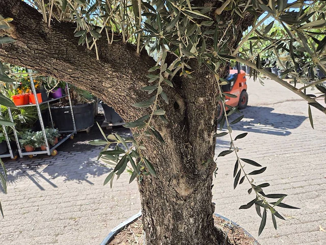 Olijfboom old trunk - olea europaea - 75 jaar oud - hoogte ca. 300 cm - afbeelding 5 van  6