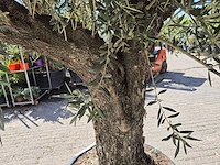 Olijfboom old trunk - olea europaea - 75 jaar oud - hoogte ca. 300 cm - afbeelding 5 van  6