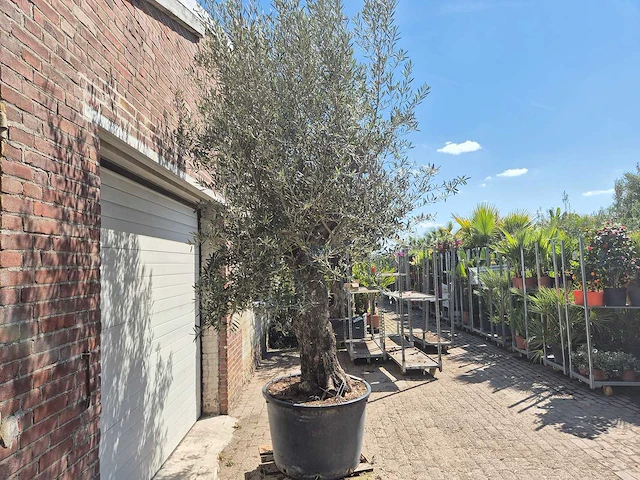 Olijfboom old trunk - olea europaea - 75 jaar oud - hoogte ca. 300 cm - afbeelding 6 van  6
