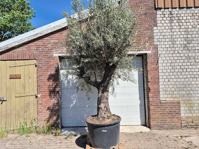Olijfboom old trunk - olea europaea - 75 jaar oud - hoogte ca. 300 cm - afbeelding 1 van  7