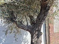 Olijfboom old trunk - olea europaea - 75 jaar oud - hoogte ca. 300 cm - afbeelding 2 van  7