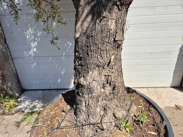 Olijfboom old trunk - olea europaea - 75 jaar oud - hoogte ca. 300 cm - afbeelding 3 van  7