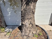 Olijfboom old trunk - olea europaea - 75 jaar oud - hoogte ca. 300 cm - afbeelding 3 van  7