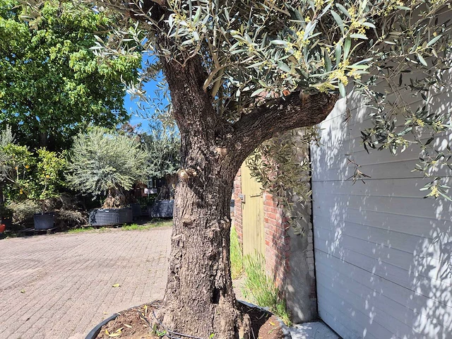 Olijfboom old trunk - olea europaea - 75 jaar oud - hoogte ca. 300 cm - afbeelding 4 van  7