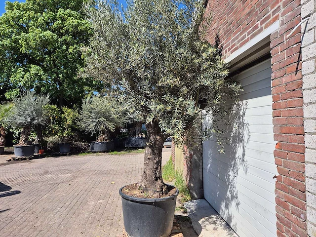 Olijfboom old trunk - olea europaea - 75 jaar oud - hoogte ca. 300 cm - afbeelding 5 van  7