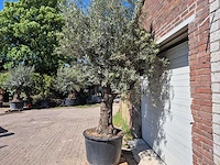 Olijfboom old trunk - olea europaea - 75 jaar oud - hoogte ca. 300 cm - afbeelding 5 van  7