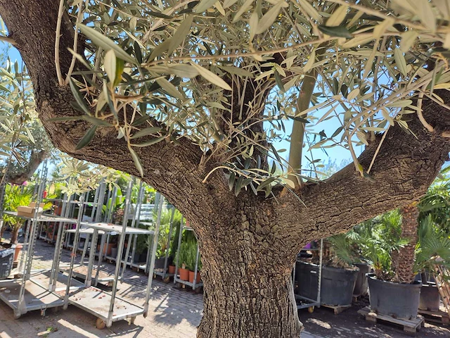 Olijfboom old trunk - olea europaea - 75 jaar oud - hoogte ca. 300 cm - afbeelding 6 van  7