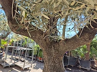 Olijfboom old trunk - olea europaea - 75 jaar oud - hoogte ca. 300 cm - afbeelding 6 van  7
