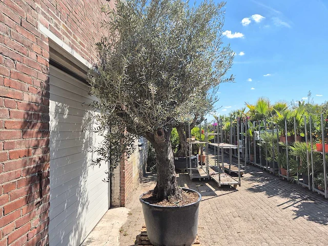 Olijfboom old trunk - olea europaea - 75 jaar oud - hoogte ca. 300 cm - afbeelding 7 van  7