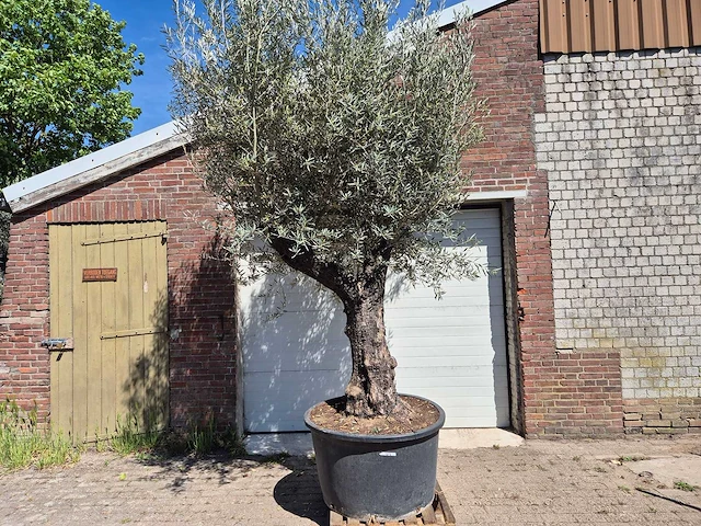 Olijfboom old trunk - olea europaea - 75 jaar oud - hoogte ca. 300 cm - afbeelding 1 van  6