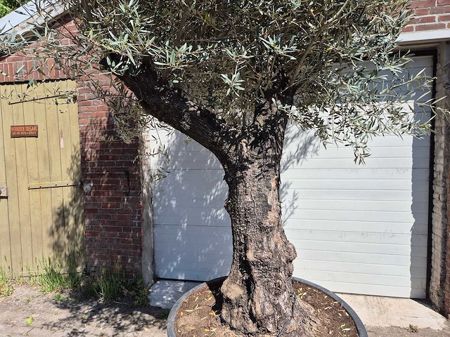 Olijfboom old trunk - olea europaea - 75 jaar oud - hoogte ca. 300 cm - afbeelding 2 van  6