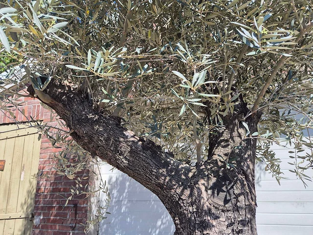 Olijfboom old trunk - olea europaea - 75 jaar oud - hoogte ca. 300 cm - afbeelding 3 van  6