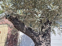Olijfboom old trunk - olea europaea - 75 jaar oud - hoogte ca. 300 cm - afbeelding 3 van  6